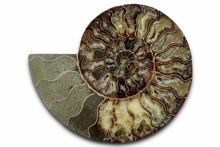 Cut & Polished Ammonite Fossil (Half) - Madagascar #347834